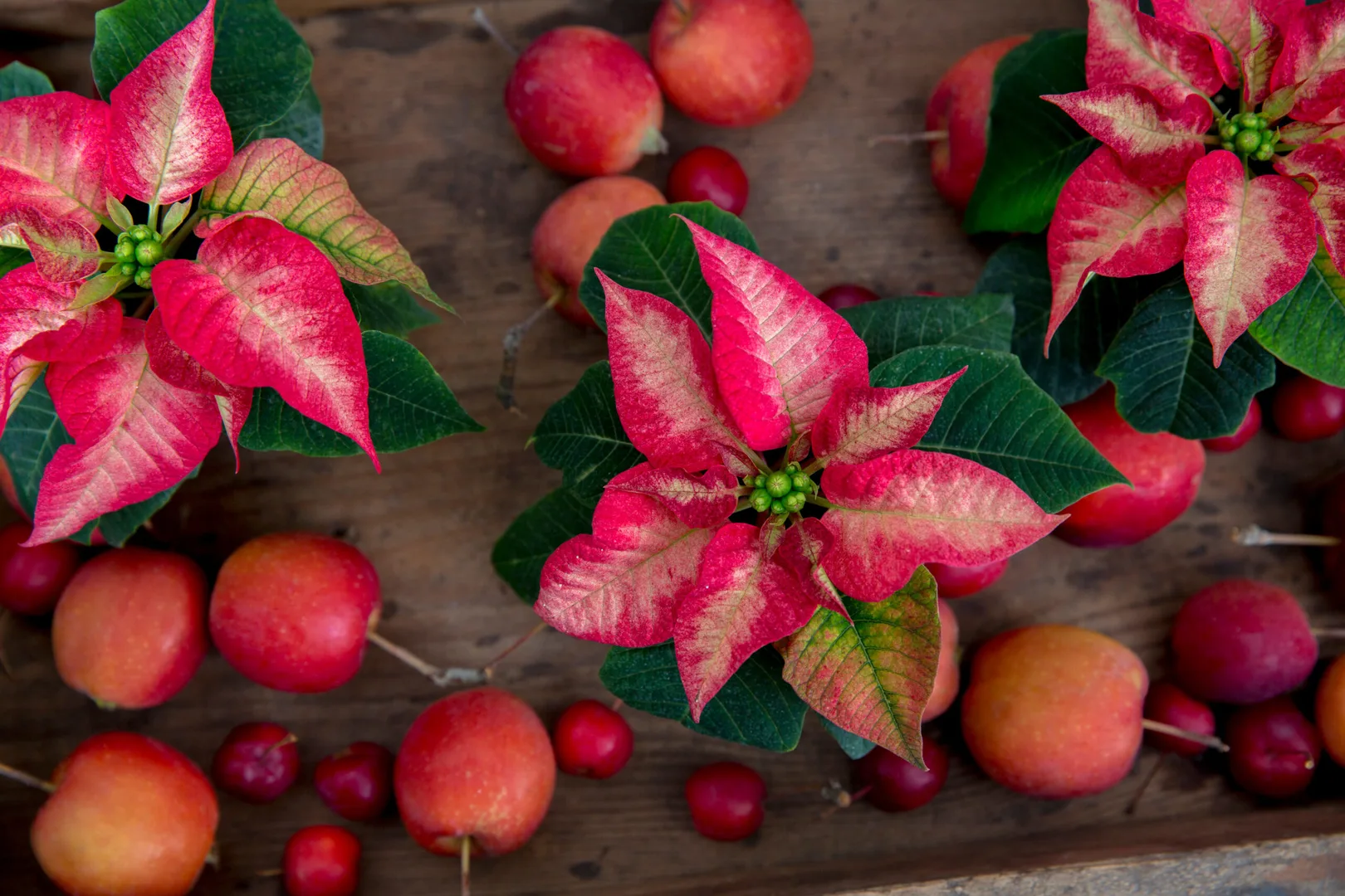 Bezoek onze kerstshow Bezoek onze kerstshow!