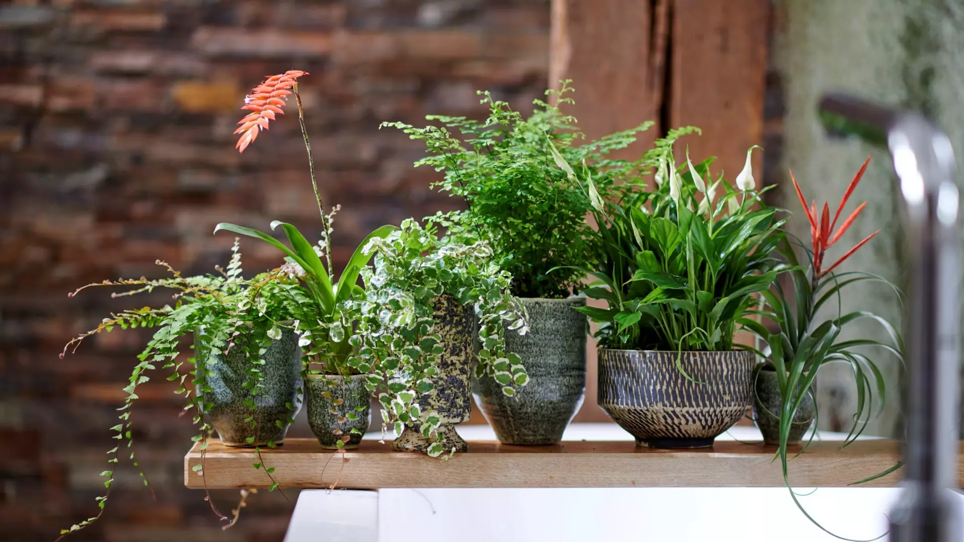 Bekijk ons kamerplanten assortiment Gigantisch assortiment kamerplanten!