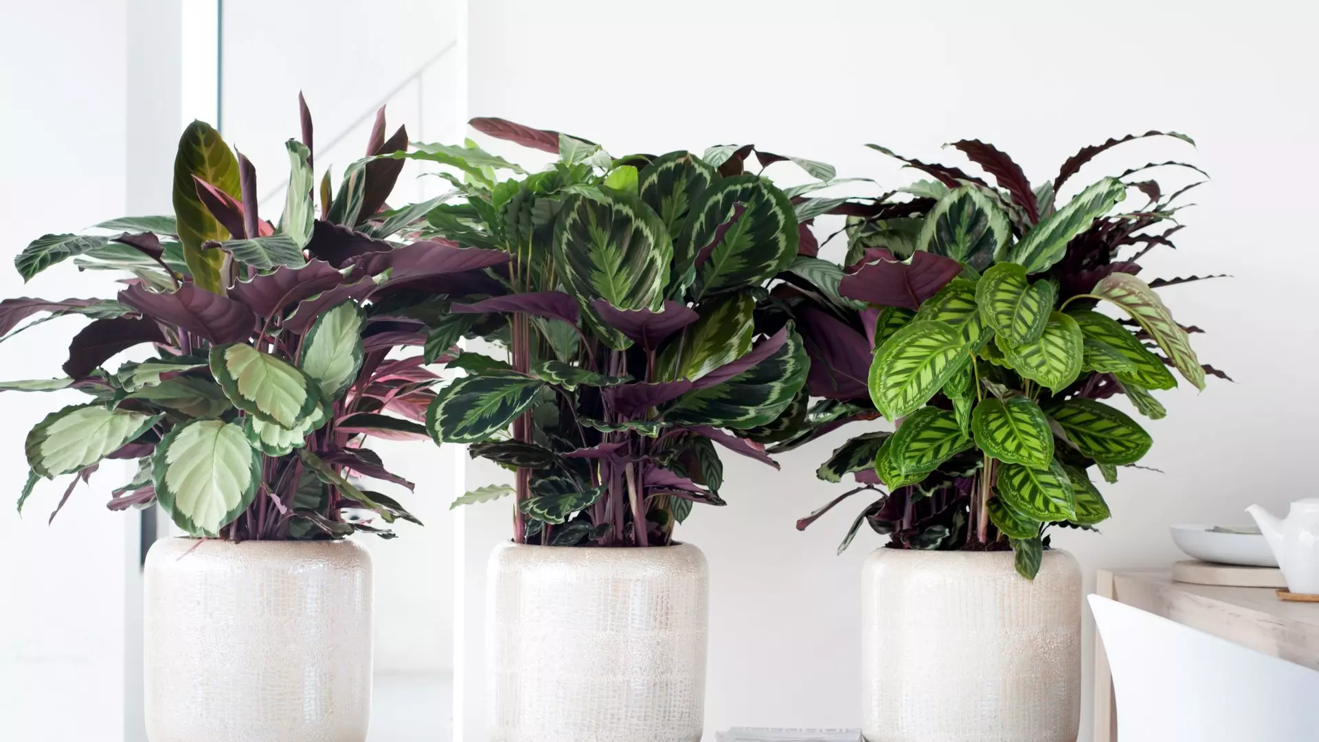 Kerstboom eruit, kamerplant erin Kerstboom eruit, kamerplant erin