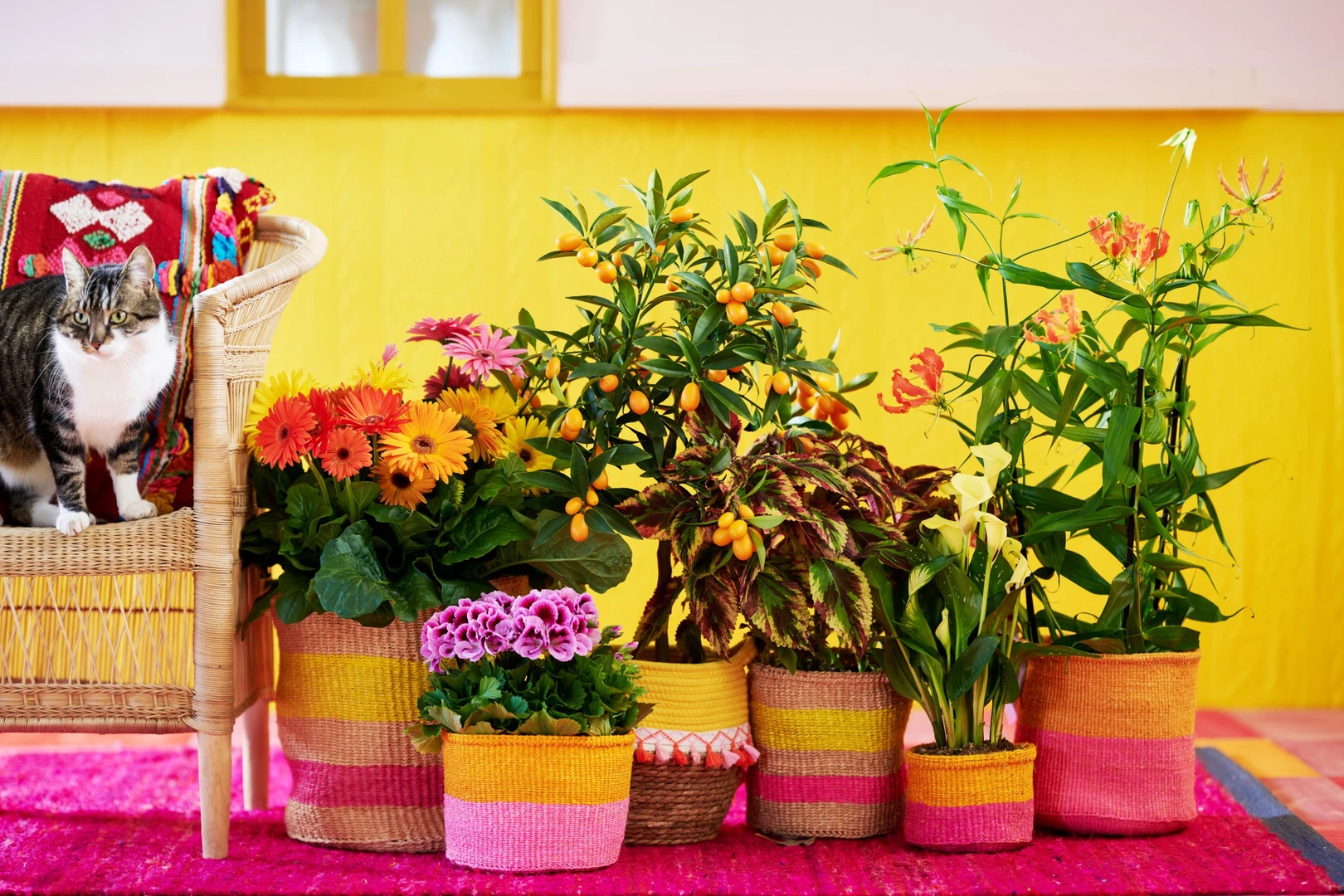 Koningsdag Koningsdag geopend