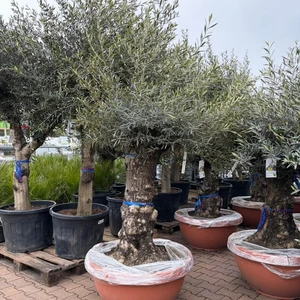 Verkoopmedewerker tuinplanten