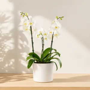 Phalaenopsis incl. bloempot